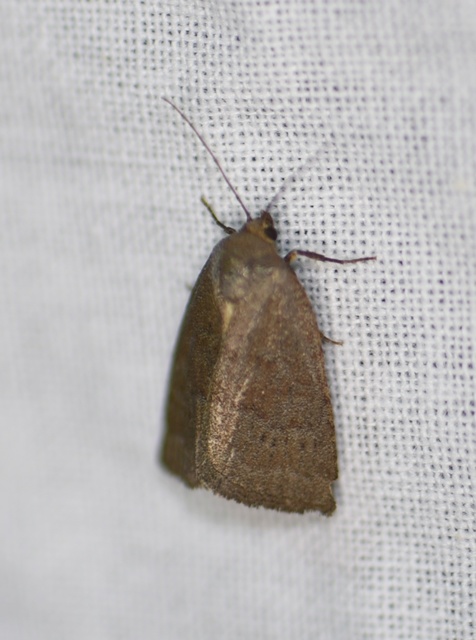 Acosmetia caliginosa - imolabagoly