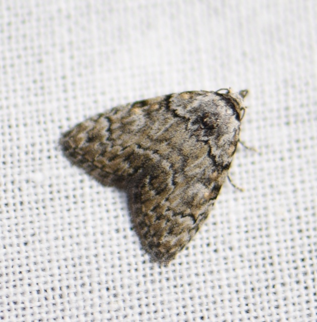 Meganola strigula - hamvas pamacsosszövő