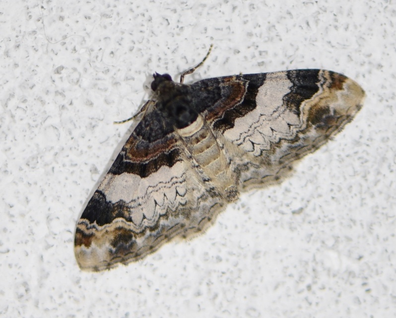 Catarhoe cuculata - csuklyás tarkaaraszoló