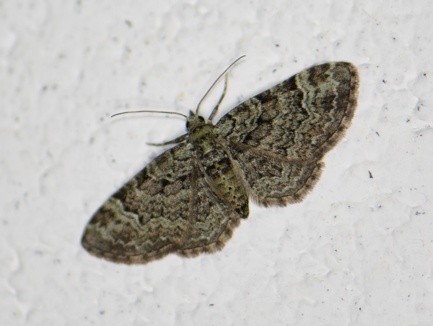 Pasiphila rectangulata - almavirág-araszoló