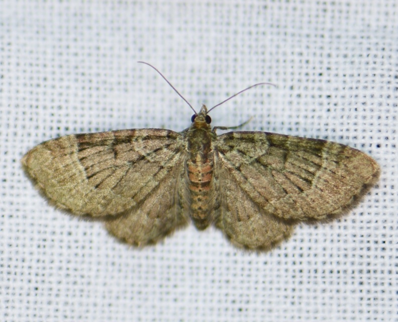Pasiphila rectangulata - almavirág-araszoló