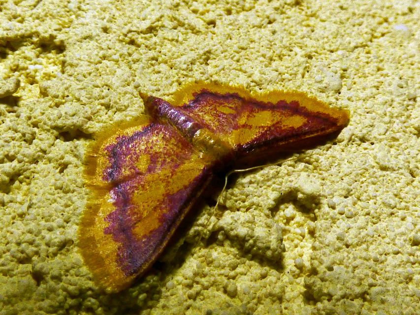 Idaea muricata - mocsári pirosaraszoló