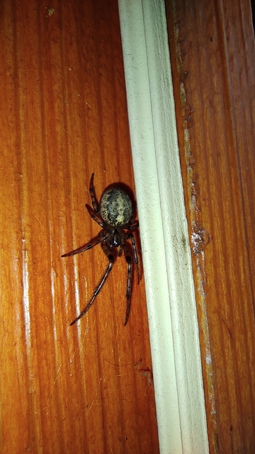 Leviellus