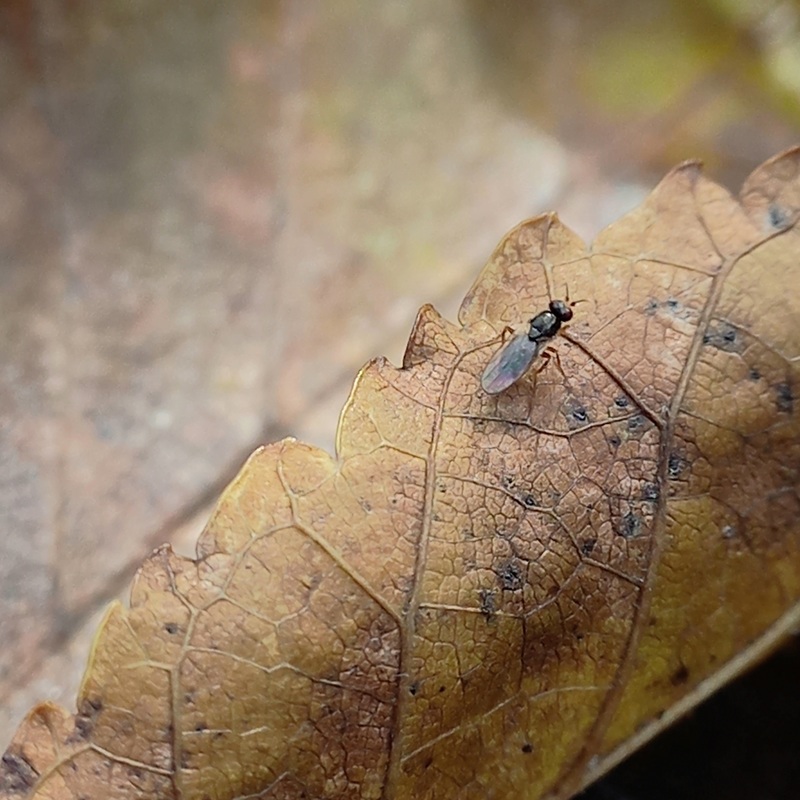 Elachiptera