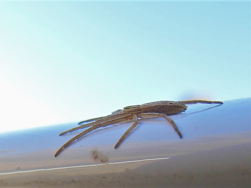 Tibellus oblongus/maritimus