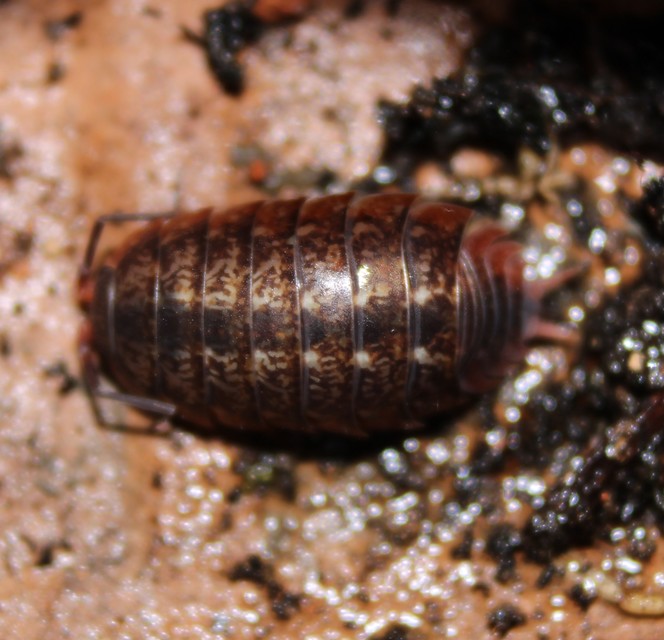 Protracheoniscus politus - közönséges erdeiászka