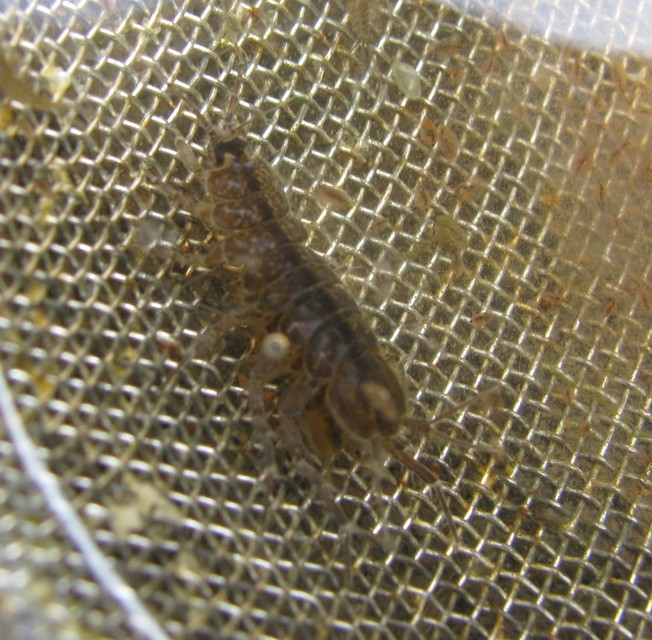 Asellus aquaticus - közönséges víziászka