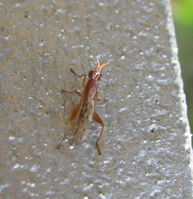 Sciomyzidae - szarvaslégyfélék