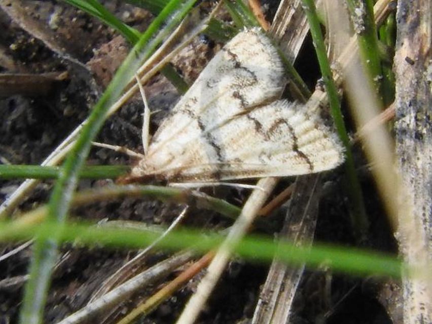 Metasia ophialis - kígyósávos tűzmoly
