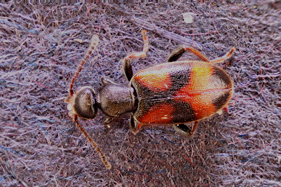 Anthicus antherinus - közönséges fürgebogár