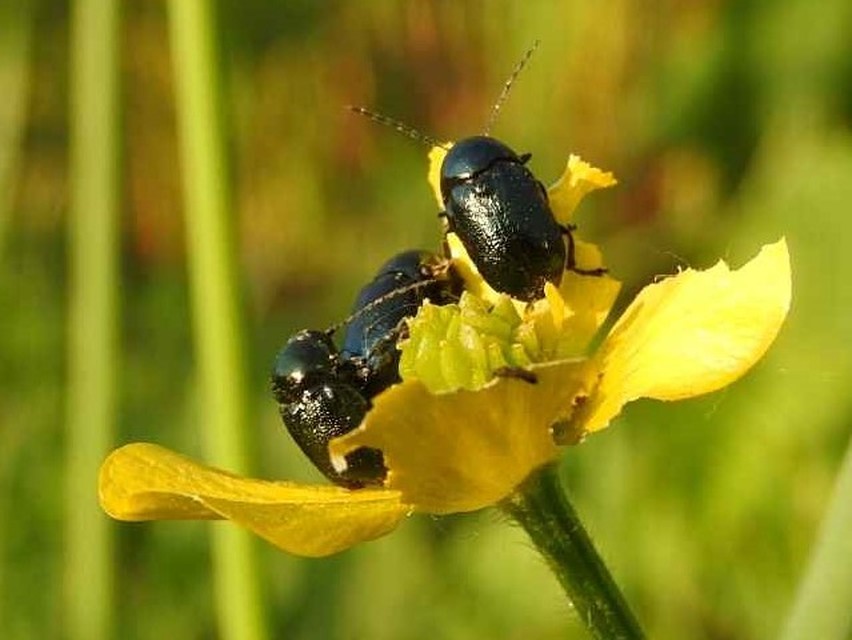 Cryptocephalus violaceus - sötétkék zömökbogár Cryptocephalus violaceus - sötétkék zömökbogár
