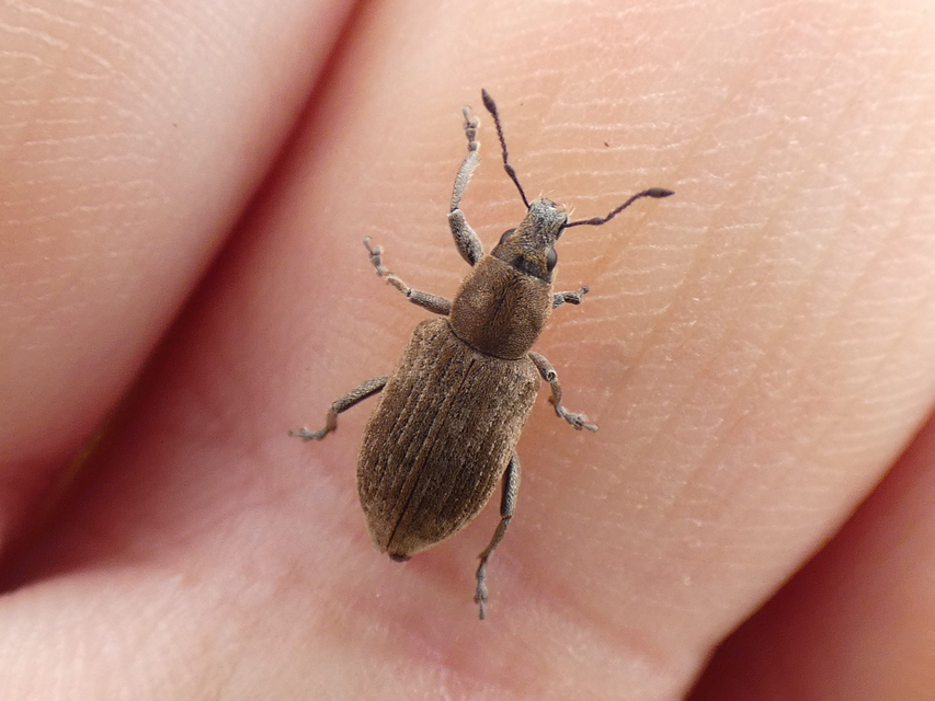 Tanymecus palliatus - közönséges hegyesfarúbarkó