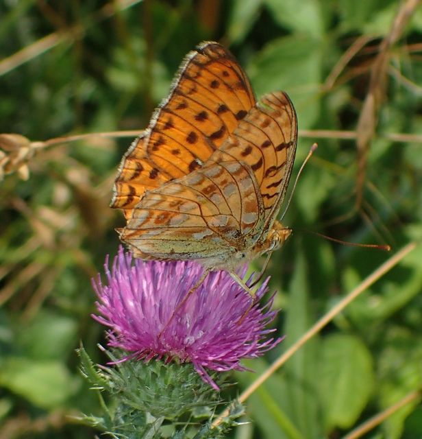 Argynnis adippe - ezüstös gyöngyházlepke