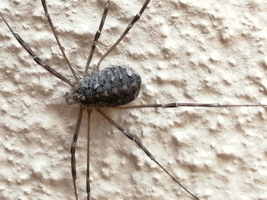 Opilio saxatilis