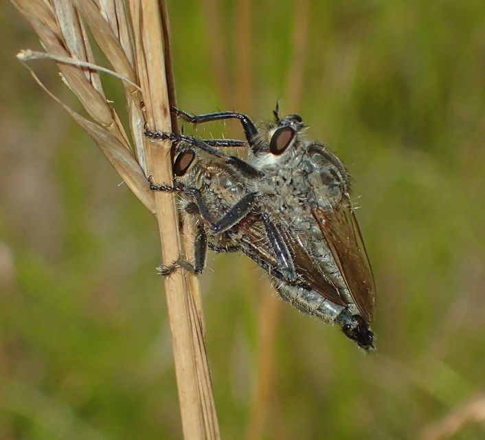 Machimus