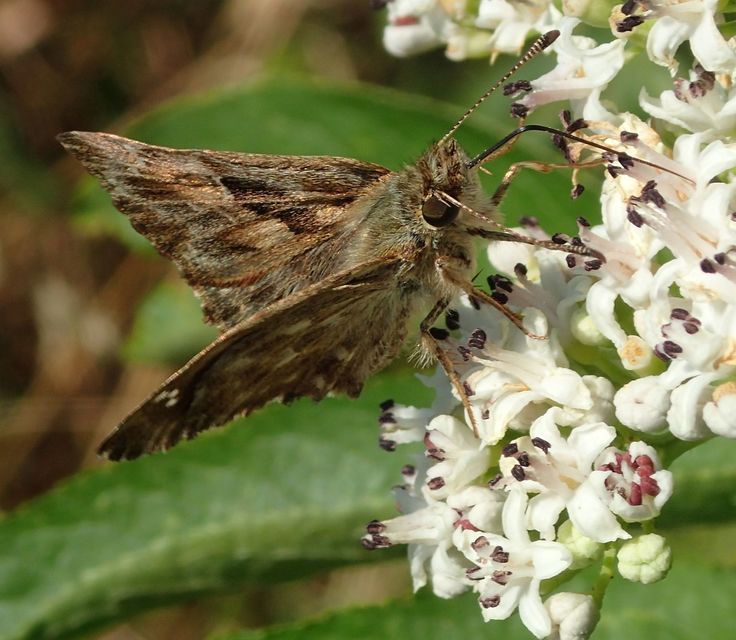 Carcharodus alceae - mályva-busalepke