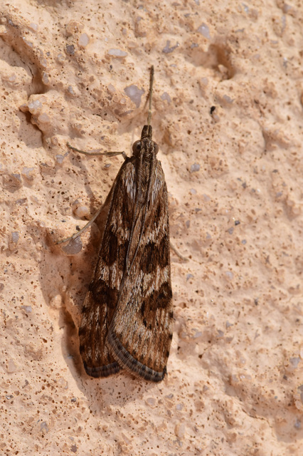 Nomophila noctuella - közönséges vándormoly