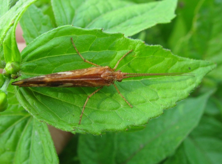 Limnephilus lunatus