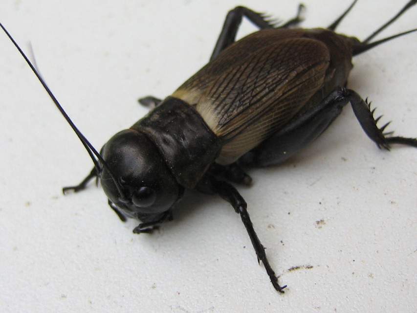 Gryllus campestris - mezei tücsök