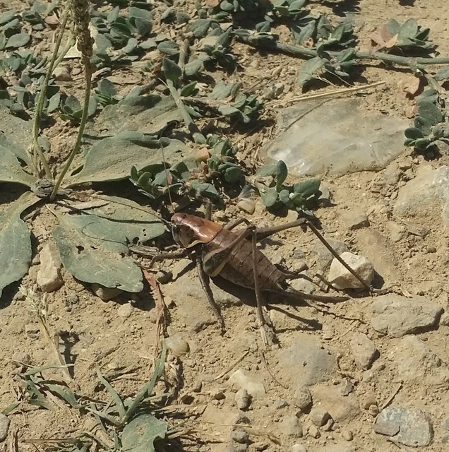 Pholidoptera aptera - nagy avarszöcske