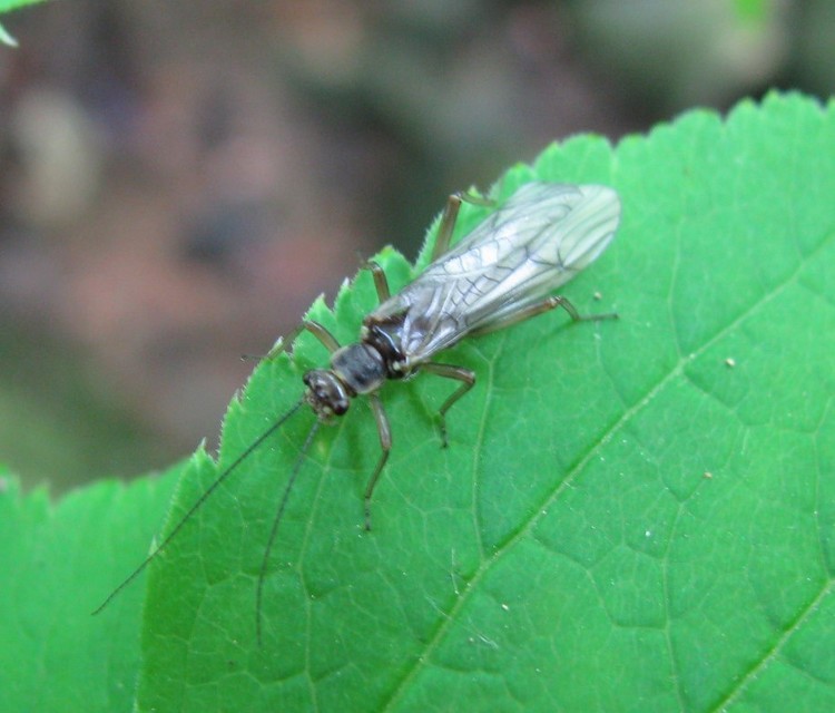 Plecoptera - Álkérészek