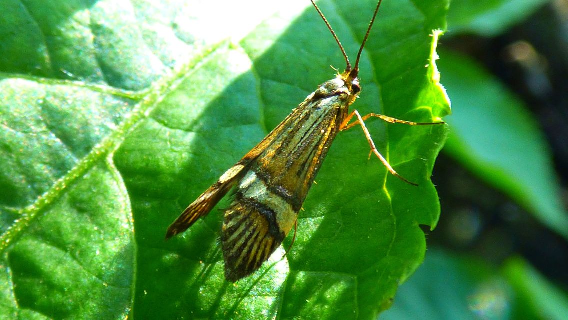 Nemophora degeerella - pompás tőrösmoly
