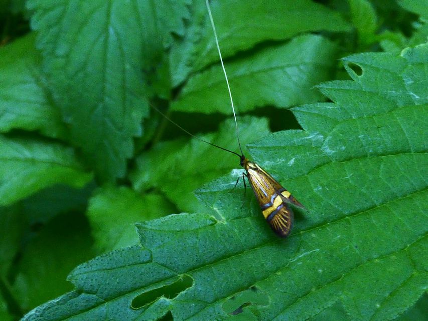 Nemophora degeerella - pompás tőrösmoly