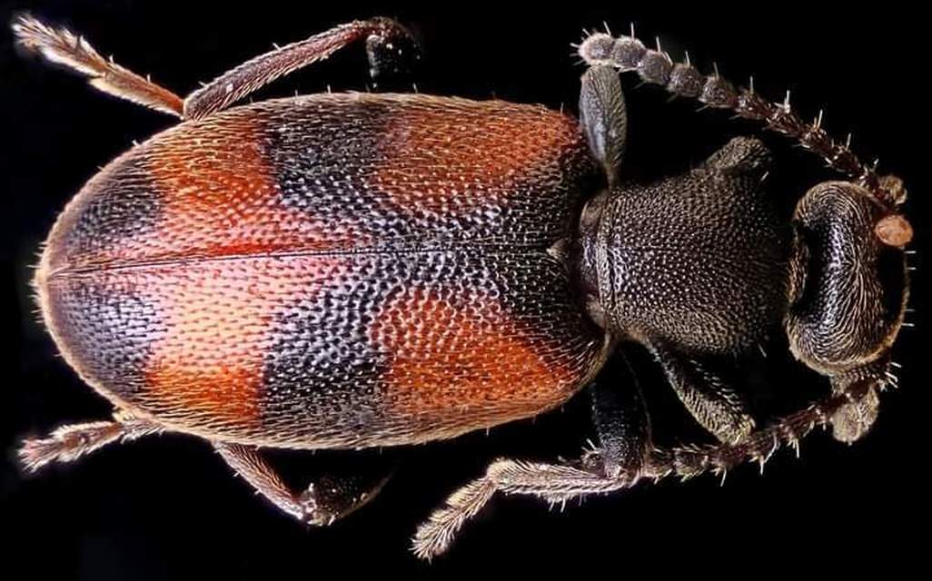 Anthicus antherinus - közönséges fürgebogár