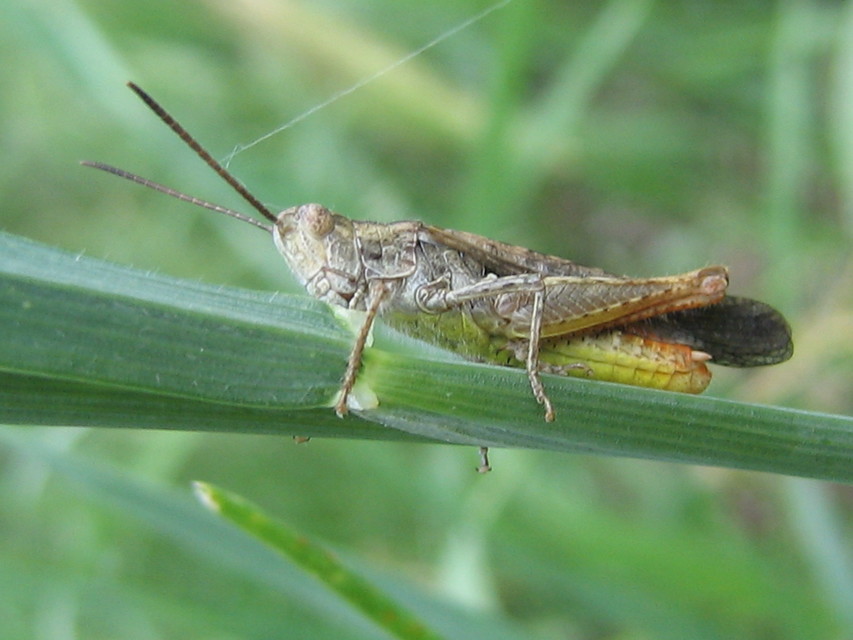 Chorthippus brunneus - közönséges tarlósáska