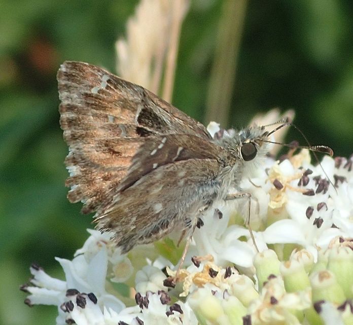 Carcharodus alceae - mályva-busalepke