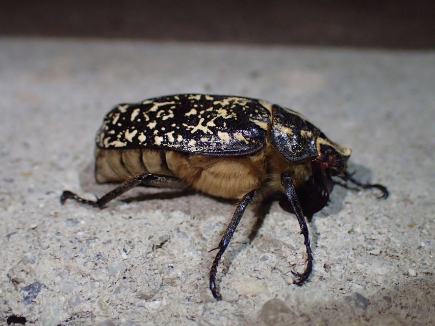 Polyphylla fullo - csapó cserebogár