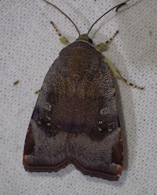 Noctua janthe/janthina