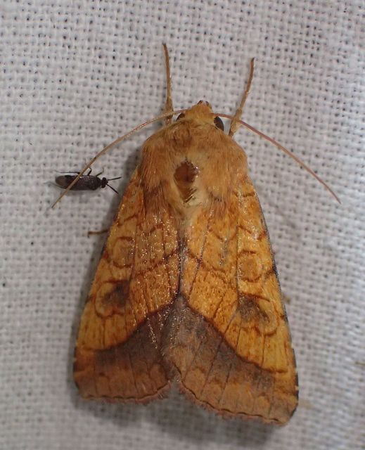 Pyrrhia umbra - iglicebagoly