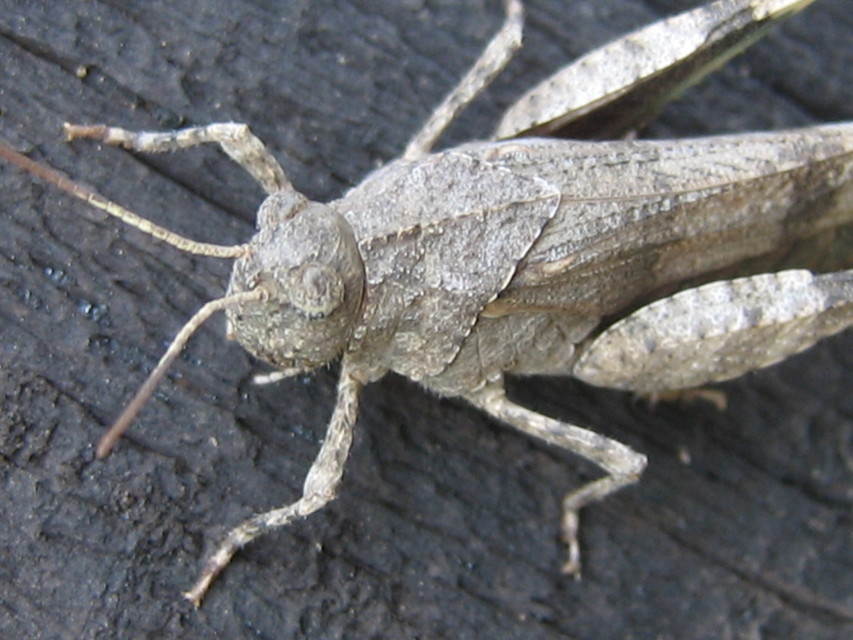 Oedipoda caerulescens - kékszárnyú sáska