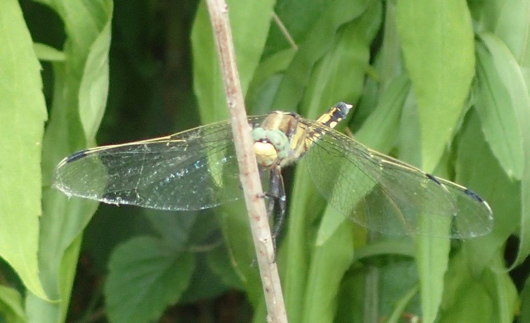Orthetrum albistylum - fehérfarkú pásztorszitakötő