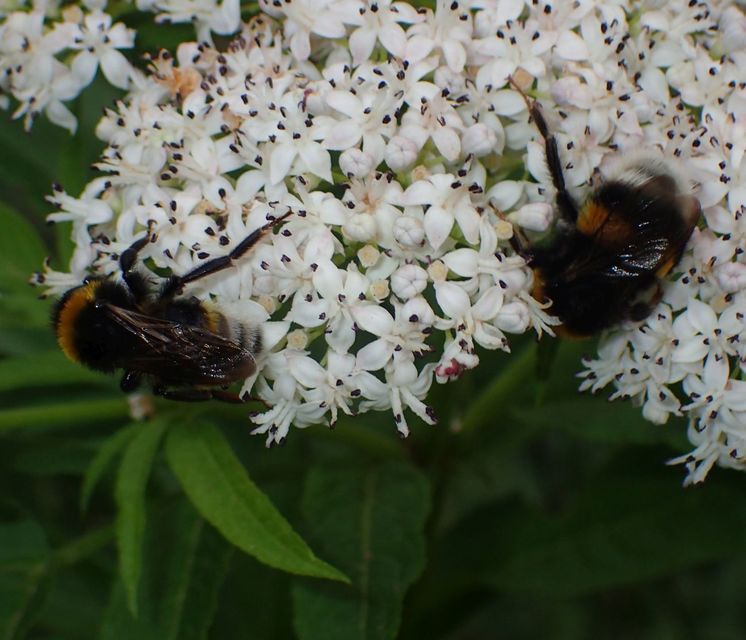 Bombus vestalis