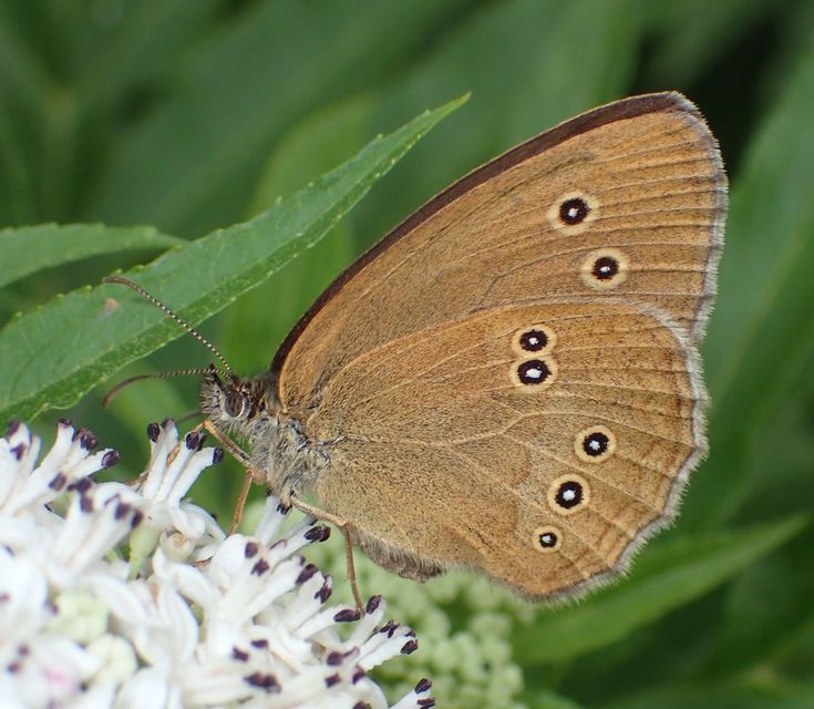 Aphantopus hyperanthus - közönséges ökörszemlepke
