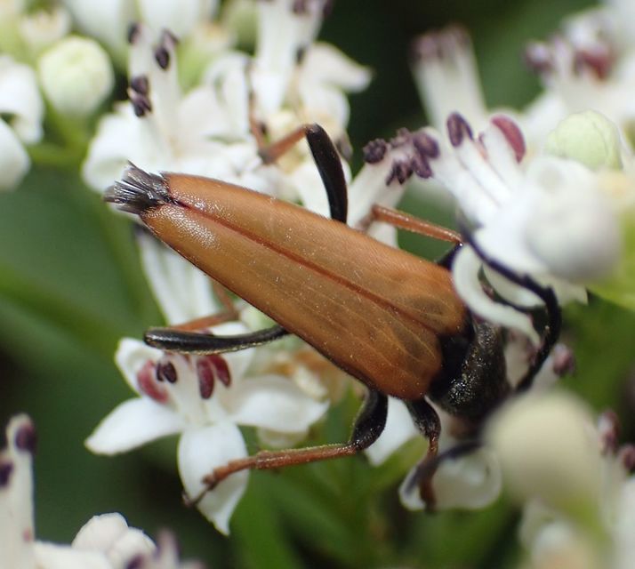 Stictoleptura rubra - vörös virágcincér