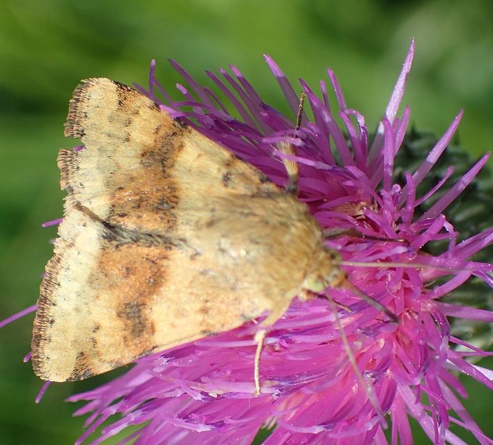 Heliothis viriplaca - mácsonyabagoly
