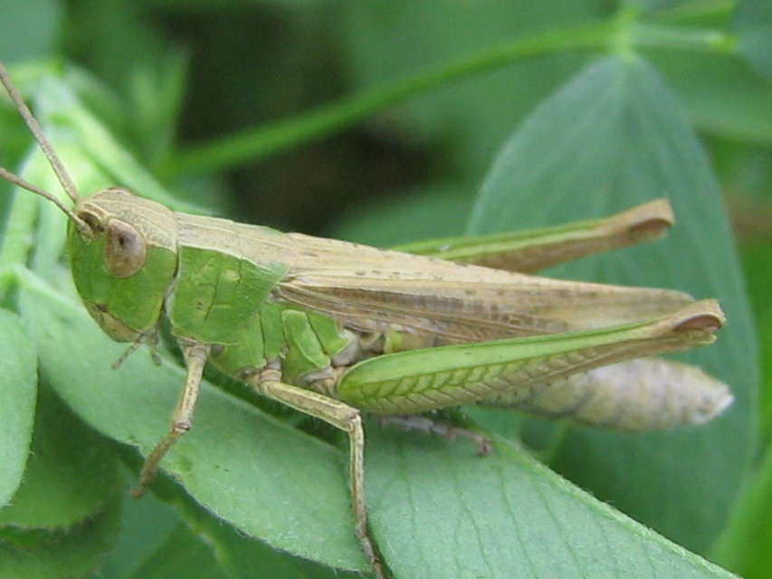 Chorthippus (Chorthippus) (subgenus)