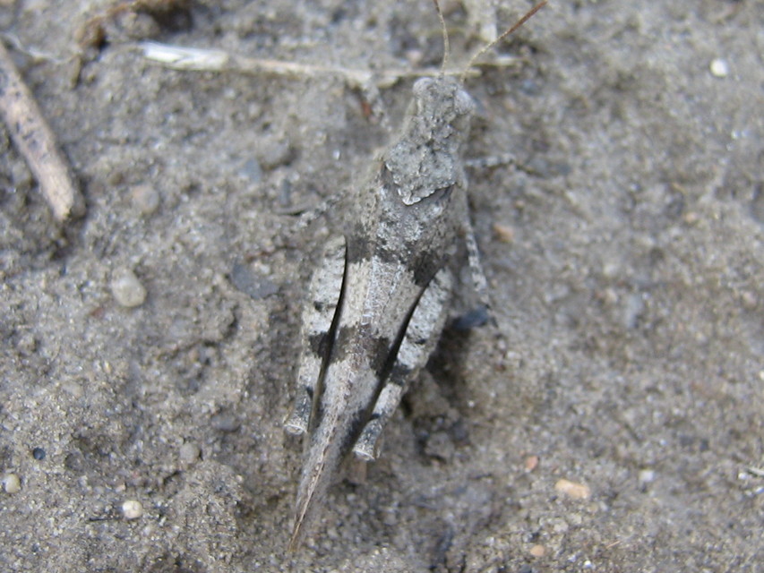 Oedipoda caerulescens - kékszárnyú sáska
