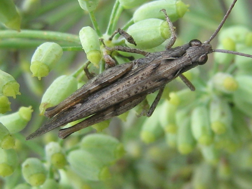 Chorthippus mollis - halk tarlósáska