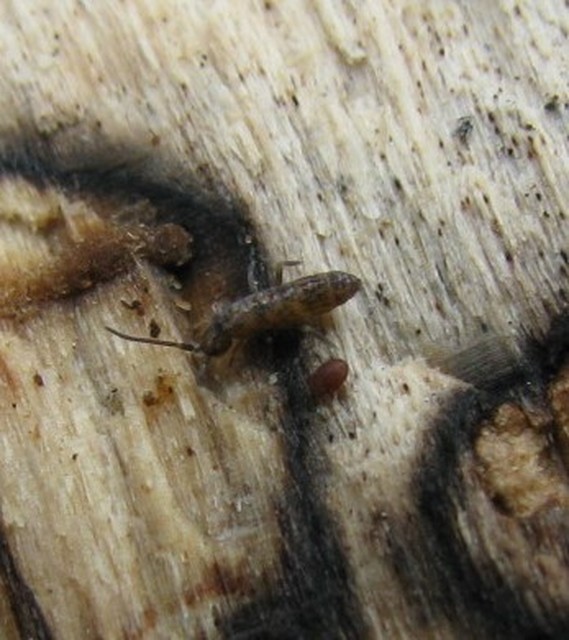 Tomoceridae