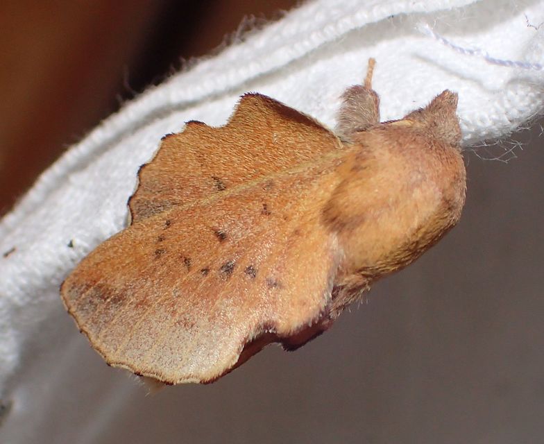 Phyllodesma tremulifolia - nyárlevélpohók