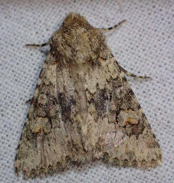 Hecatera dysodea - parajbagoly