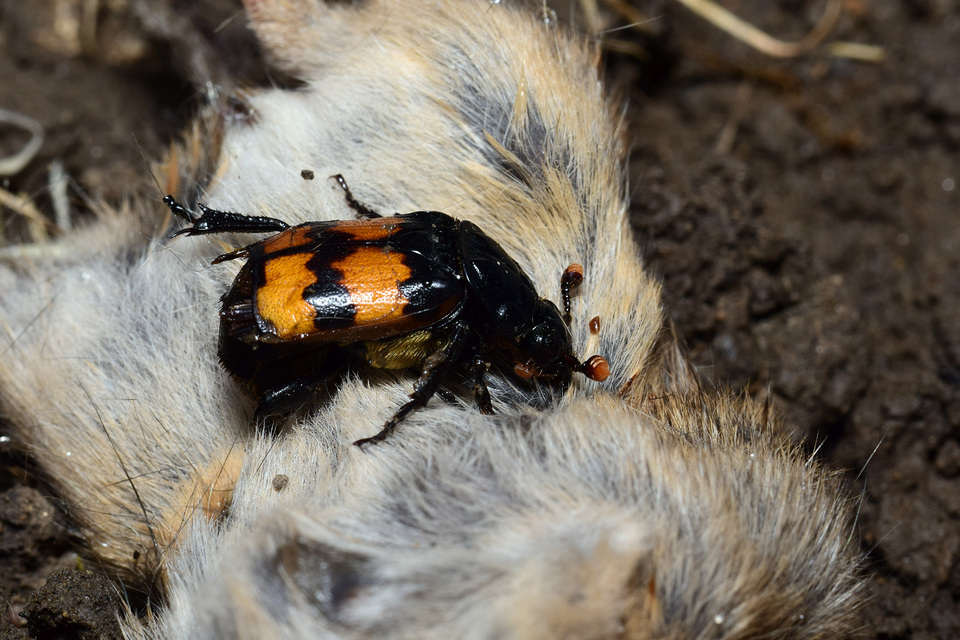 Nicrophorus interruptus - sárgaszőrű temetőbogár