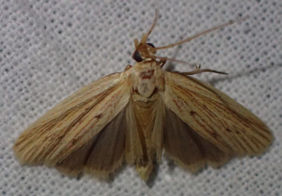 Ematheudes punctella - kúposfejű karcsúmoly