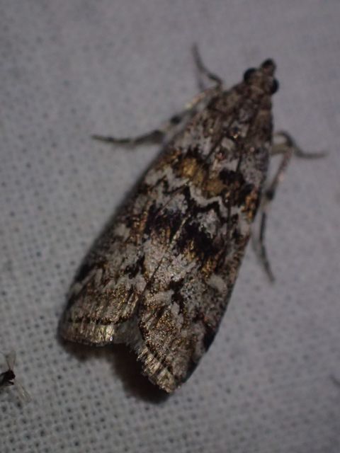Dioryctria