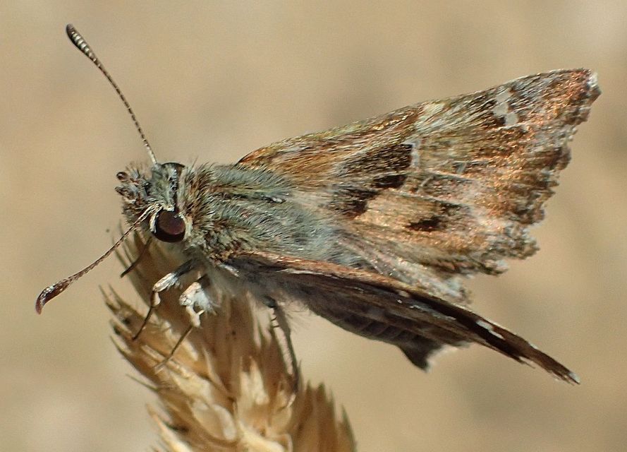 Carcharodus alceae - mályva-busalepke