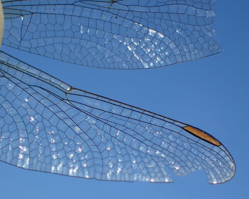 Orthetrum coerulescens - karcsú pásztorszitakötő